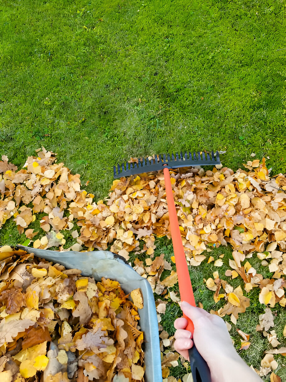 leaf clean
